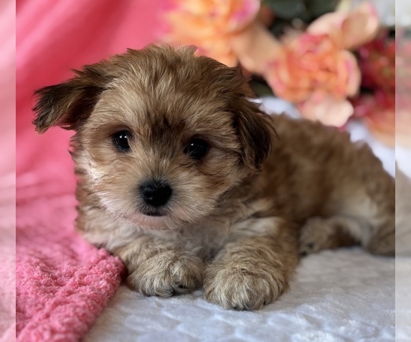 Medium Photo #10 Morkie Puppy For Sale in ROCK STREAM, NY, USA