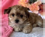 Small #9 Morkie