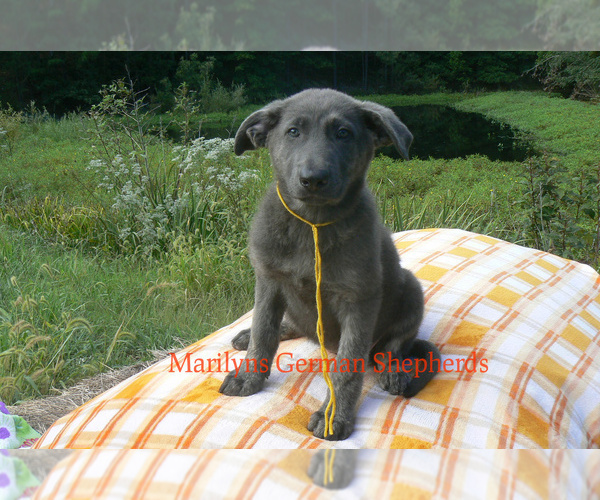 Medium Photo #2 German Shepherd Dog Puppy For Sale in PIEDMONT, MO, USA