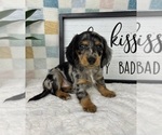 Small #6 Dachshund