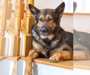 Rambo - Male German Shepherd Dog Dog for Adoption - Photo #4