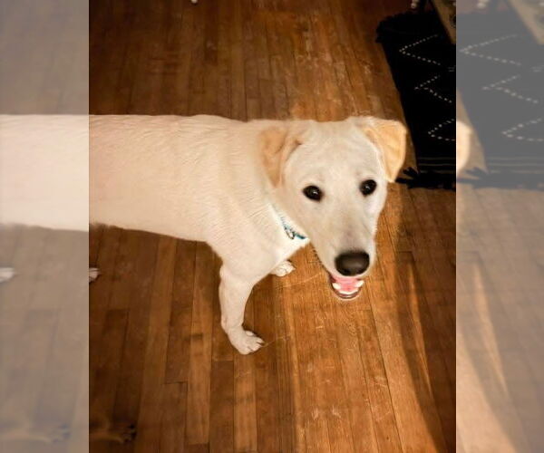 Medium Photo #1 Labrador Retriever-Unknown Mix Puppy For Sale in New London, WI, USA