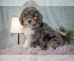 Small Bernedoodle (Miniature)