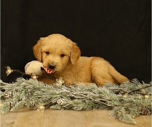 Medium Golden Retriever