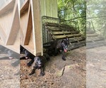 Small #5 Belgian Malinois