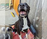 Small #1 Boxer Mix