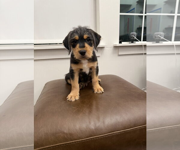 Medium Photo #1 Boxador Puppy For Sale in MIDWAY, UT, USA