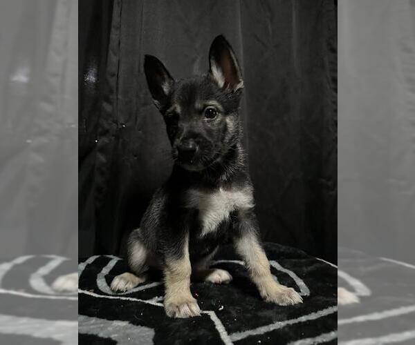 Medium Photo #1 German Shepherd Dog-Unknown Mix Puppy For Sale in San Antonio, TX, USA