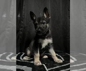 German Shepherd Dog-Unknown Mix Dogs for adoption in San Antonio, TX, USA