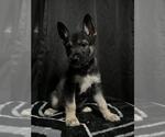 Small German Shepherd Dog Mix