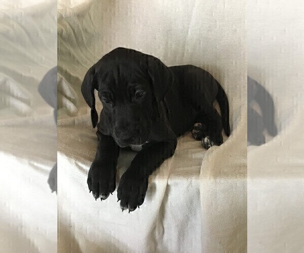 Medium Photo #5 Great Dane Puppy For Sale in LAKE WALES, FL, USA