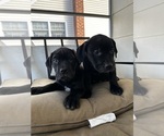 Small Photo #5 Golden Retriever-Olde English Bulldogge Mix Puppy For Sale in NORTH BABYLON, NY, USA