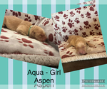 Puppy Aspen Golden Retriever