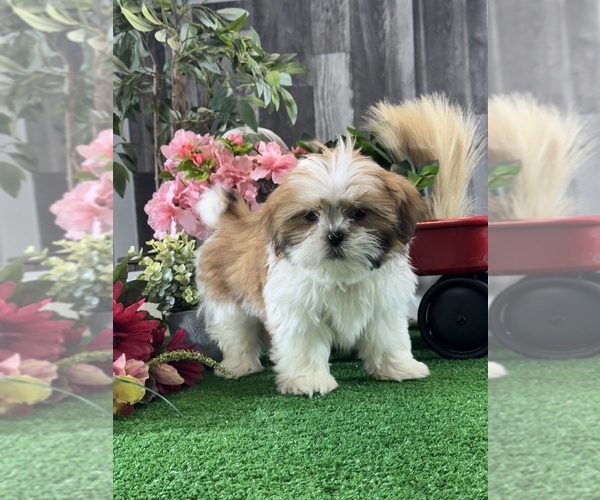 Medium Photo #2 Shih Tzu Puppy For Sale in CANOGA, NY, USA