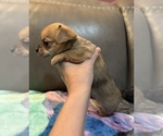 Small #8 Chihuahua