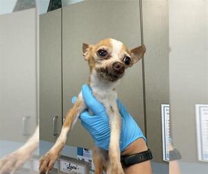 Chihuahua-Unknown Mix Dogs for adoption in San Antonio, TX, USA