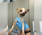 Small Chihuahua Mix