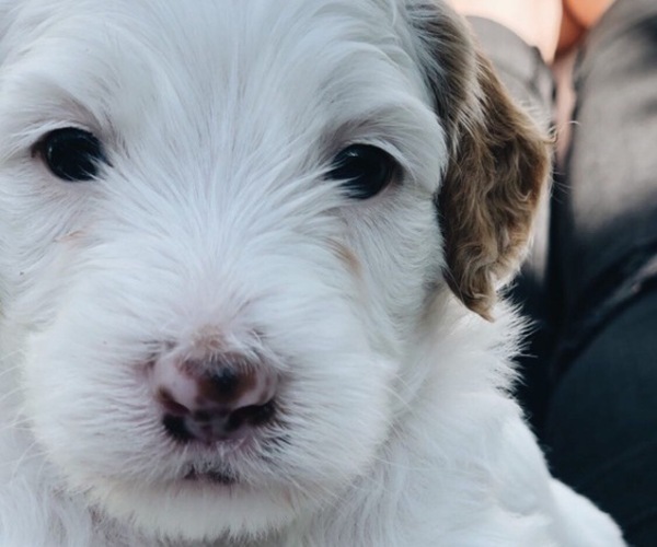 Medium Photo #1 Poodle (Toy)-Sheepadoodle Mix Puppy For Sale in PROVO, UT, USA