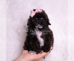 Medium Poodle (Toy)