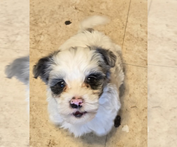 Medium Photo #1 YorkiePoo Puppy For Sale in SPRINGFIELD, OH, USA