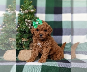 Cavapoo Puppy for sale in LINCOLN UNIVERSITY, PA, USA