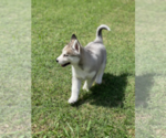 Small Photo #6 Siberian Husky Puppy For Sale in BRKN ARW, OK, USA