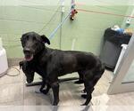 BELLA - Female Labrador Retriever-Unknown Mix Dog for Adoption - Small photo