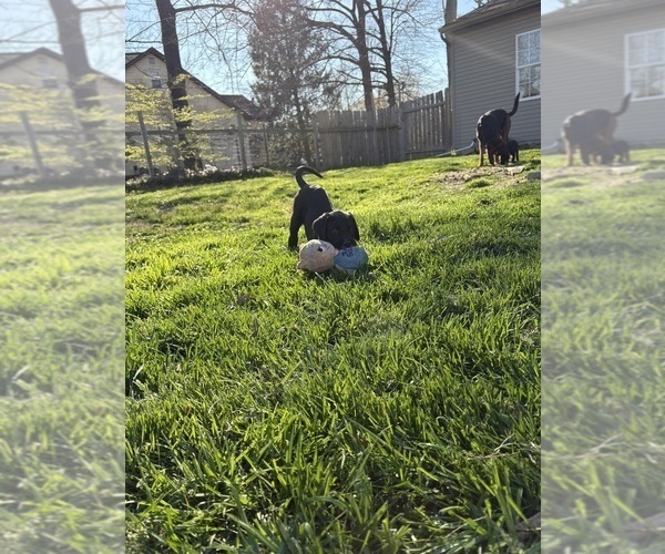 Medium Photo #3 Great Dane-Sheepadoodle Mix Puppy For Sale in EGG HARBOR CITY, NJ, USA