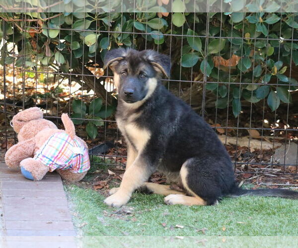 Medium Photo #1 German Shepherd Dog-Unknown Mix Puppy For Sale in San Diego, CA, USA