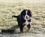 Puppy Destiny Bernese Mountain Dog
