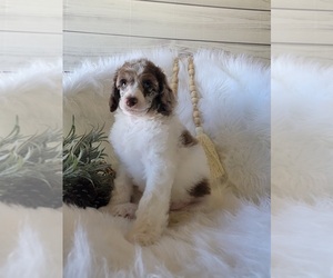 Poodle (Standard) Puppy for sale in CACHE, OK, USA
