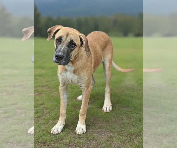 Medium Photo #4 Black Mouth Cur-Great Dane Mix Puppy For Sale in Talladega, AL, USA