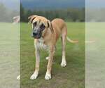 Small #3 Black Mouth Cur-Great Dane Mix