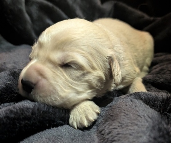 Medium Photo #6 Golden Retriever Puppy For Sale in MODESTO, CA, USA