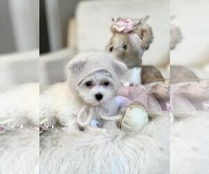 Maltese Puppy for sale in NAPLES, FL, USA