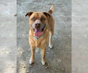Mastiff Dogs for adoption in Riverside, CA, USA