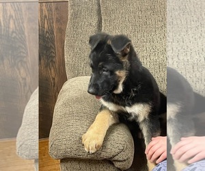 German Shepherd Dog Puppy for sale in GREENWOOD, WI, USA