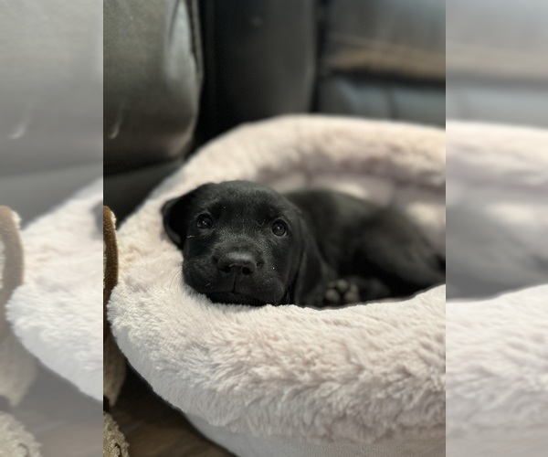 Medium Photo #3 Labrador Retriever Puppy For Sale in LEWISTON, ID, USA