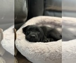 Small Photo #3 Labrador Retriever Puppy For Sale in LEWISTON, ID, USA