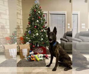 Holland Shepherd Dogs for adoption in Imlay City, MI, USA