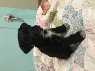 Schnauzer (Miniature) Puppy for sale in GIRARD, KS, USA