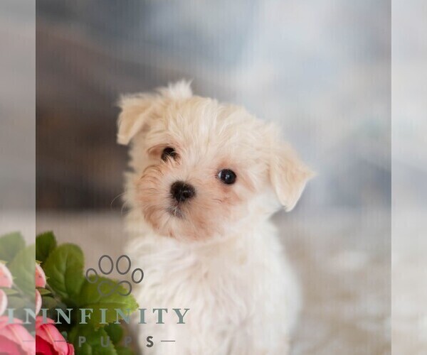 Medium Photo #1 Maltese Puppy For Sale in MILL HALL, PA, USA