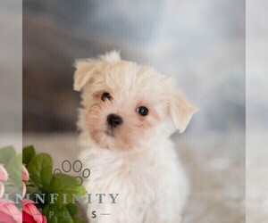 Maltese Puppy for sale in MILL HALL, PA, USA