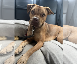 American Pit Bull Terrier-Vizsla Mix Dogs for adoption in Brooklyn, NY, USA