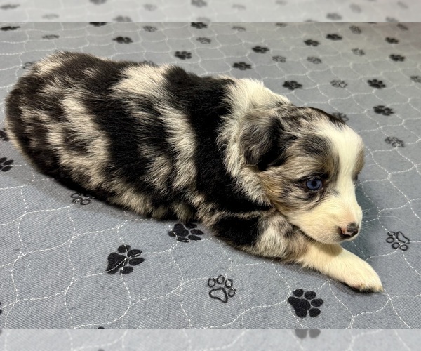 Medium Photo #2 Australian Shepherd Puppy For Sale in SALISBURY, NC, USA