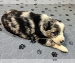 Small #1 Australian Shepherd