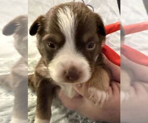 Australian Shepherd Puppy for sale in WEBSTER, FL, USA