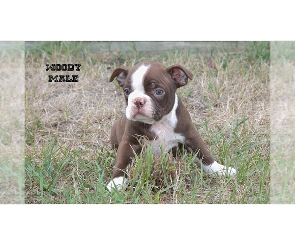 Medium Photo #9 Boston Terrier Puppy For Sale in CLARE, MI, USA