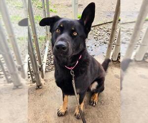 Gerberian Shepsky Dogs for adoption in Sacramento, CA, USA