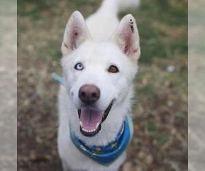 Siberian Husky-Unknown Mix Dogs for adoption in San Antonio, TX, USA